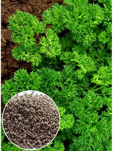 NIKA SEEDS - Seeds Herb Curly-Leaf Parsley Paramount Green - 2000 Seeds