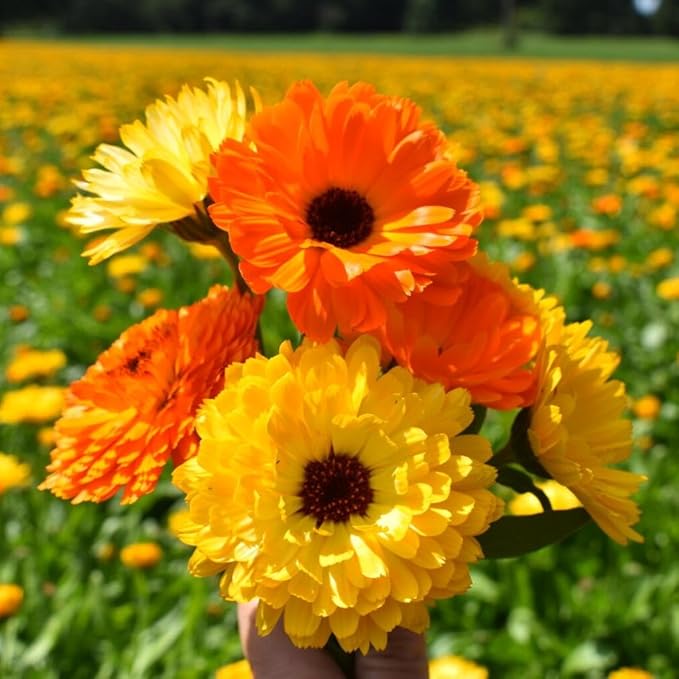 1000+ Calendula Seeds for Planting, Pacific Beauty Mix, Non-GMO, Edible & Medicinal Flowers, Bright Orange & Yellow Blooms, Pollinator Friendly, Annual Wildflower Seeds for Garden and Tea