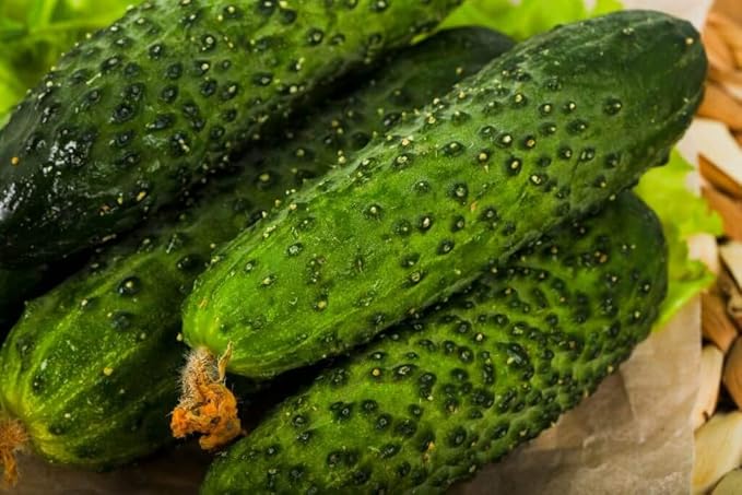 CEMEHA SEEDS Cucumber Titus F1 Vine Open-pollinated Non-GMO Vegetable Heirloom for Planting