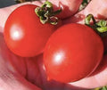 Principe Borghese Tomato Seeds - Delicious Tomato for Sauces, Paste, and Canning. Determinate Tomato.