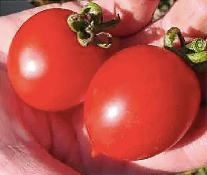 Principe Borghese Tomato Seeds - Delicious Tomato for Sauces, Paste, and Canning. Determinate Tomato.