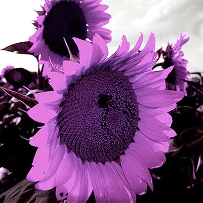 100 Pcs Rare Purple Sunflower Seeds Beautiful Flower for Planting Outdoors Home Garden Decor