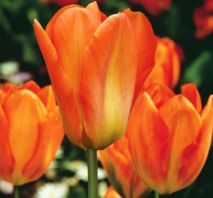 Tulipa Fringed Mixture Tulip Bulbs Size 11/12 for Planting - Plant in Fall, Winter or Early Spring (Orange Emperor, 15, Count)