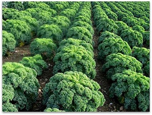 Seeds Vegetable Kale Cabbage Green - 150 Seeds