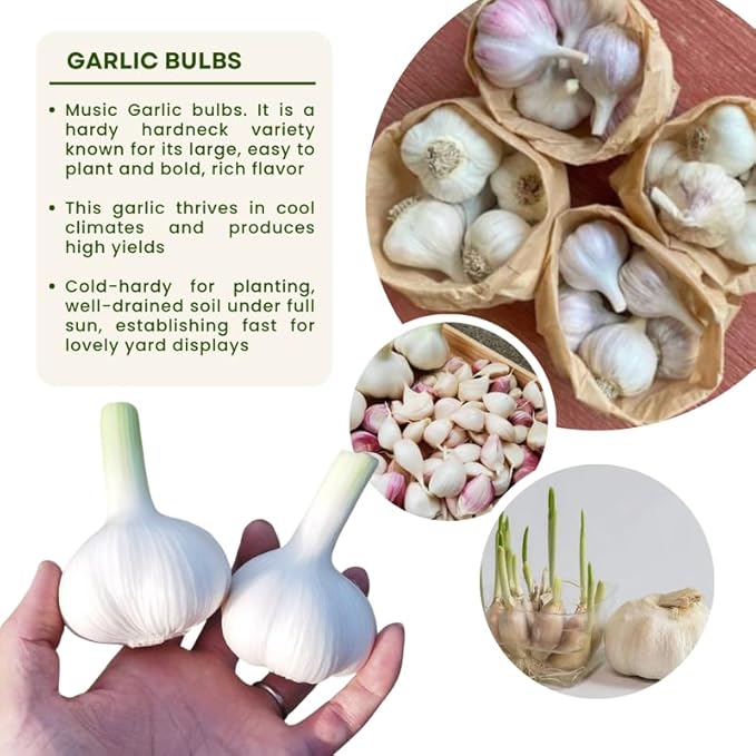 1 Pound Music Hardneck Garlic Bulbs for Planting, Fresh High-Yield Hardy Garlic for Garden or Container Growing