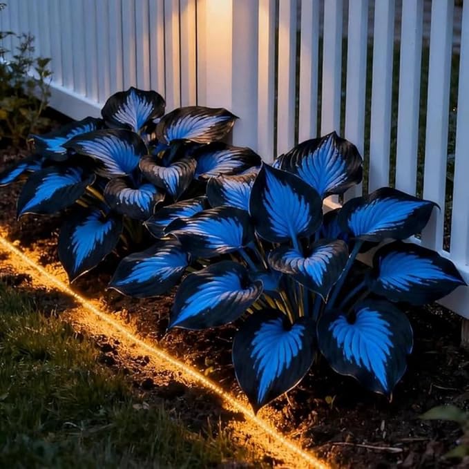 285+ Hostas Seeds Dark Blue for Planting-Hostas Seeds Blue Perennials- Rare Hosta Seed Midnight Blue Plants Non-GMO Heirloom for Outside Garden Home