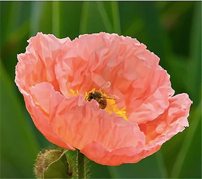 Iceland Poppies Seeds: Pink and Red Pastel Poppy Seeds with Crinkled Petals - Non GMO and Neonicotinoid Seed…