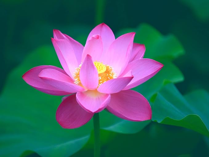 30PCS Bowl Lotus Seeds Bonsai Lotus Seeds for Planting Water Lily Flower Aquatic Plants Seed Pond Plants Non GMO Home Garden Plant Seed Flowering Aquatic Bonsai Plant (Nelumbo)