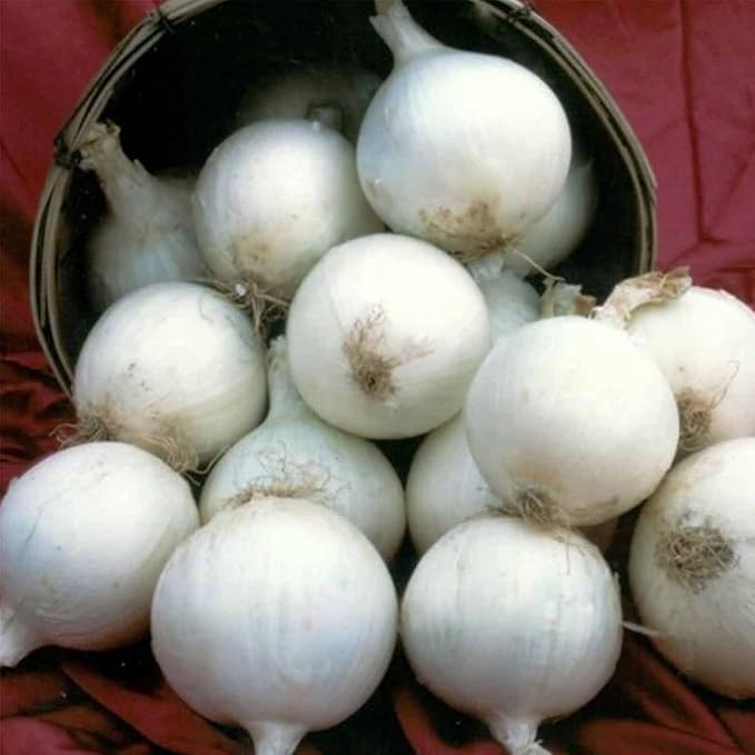 White Sweet Spanish Onion Garden Seeds - 1 g ~250 Packet Seeds - Non-GMO, Heirloom Vegetable Gardening & Microgreens Seed
