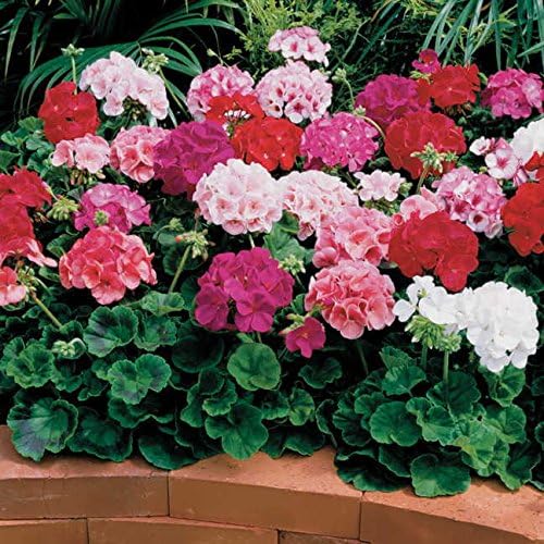 Park Seed Geranium Flowering Plant Seeds, Compact and Weather-Resilient Maverick Mix with Large Rounded Blooms in Assorted Colors, Pack of 10