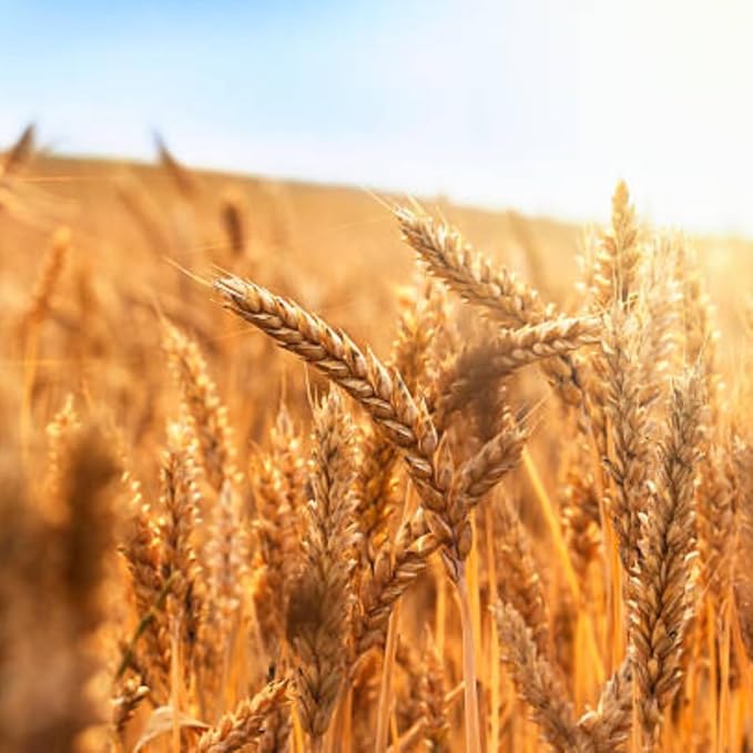 4 Lbs Rye Grass Seeds for Lawn, Rye Cover Crop Seeds for Outdoor Planting, Fast-Growing Grass Seed