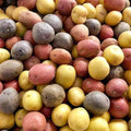 Mixed Color Potato Seeds, True Potato Seeds, 60 Seeds Red Yellow Purple