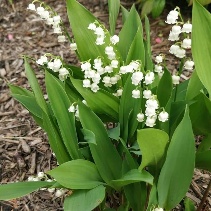 10 Live Lily of The Valley Bulbs, Fragrant White Lilies of The Valley Flowers, Bare Roots Plants for Planting