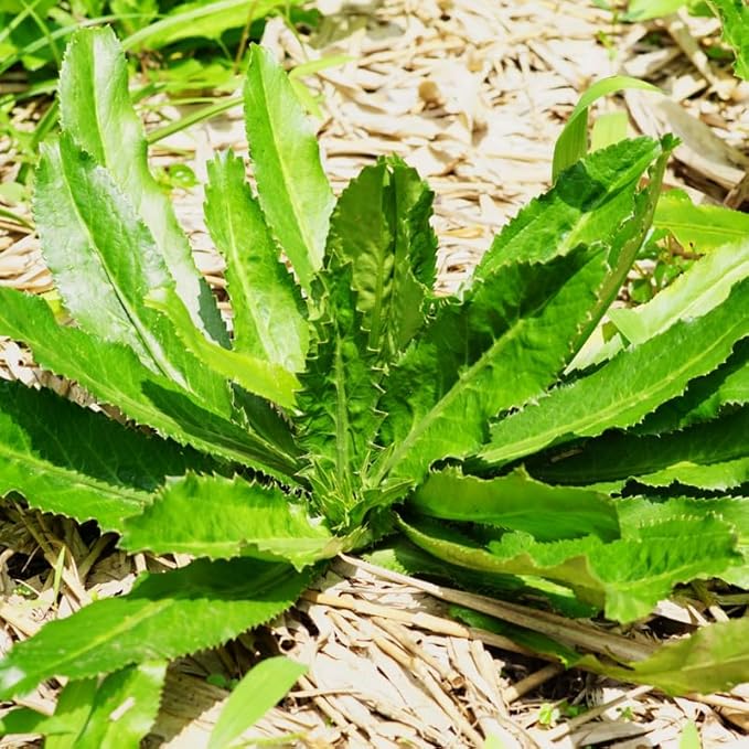 Culantro Seeds for Planting Outdoors, Culantro Plant Seeds, Culantro Herb Seeds, 400 Seeds