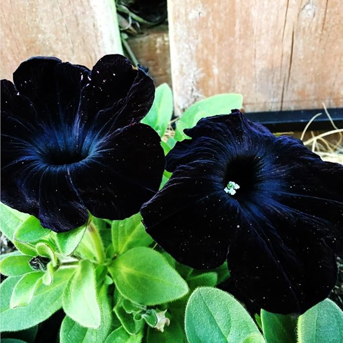300PCS Black Petunia Seeds for Planting,Dwarf Wave Petunia Flowers Seeds to Plant Garden Hanging Baskets Flower in Home Gardens