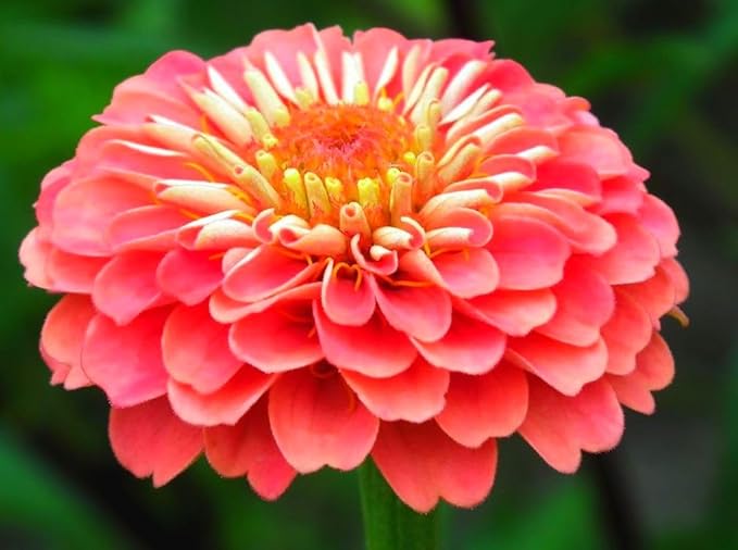 200 Pcs Pink Zinnia Seeds - Heirloom Perennial Non-GMO Outdoor Indoor