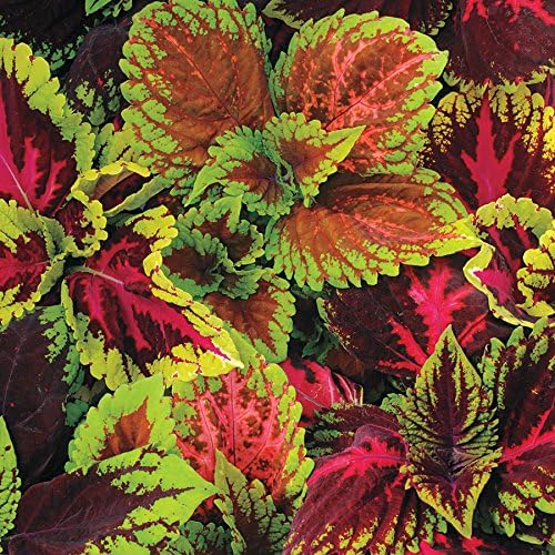Park Seed Coleus Kong Empire Mix Pelleted Seeds, Extra-Large Foliage in Vibrant Multicolor Shades, Shade-Loving Annual for Containers and Beds, Pack of 15