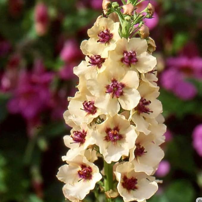 300pcs Verbascum Flower Seeds - Hardy Perennial, Non-GMO Premium Quality, Easy to Plant & Thrive, Stunning Blooms for Outdoor Gardens, Borders & Landscaping