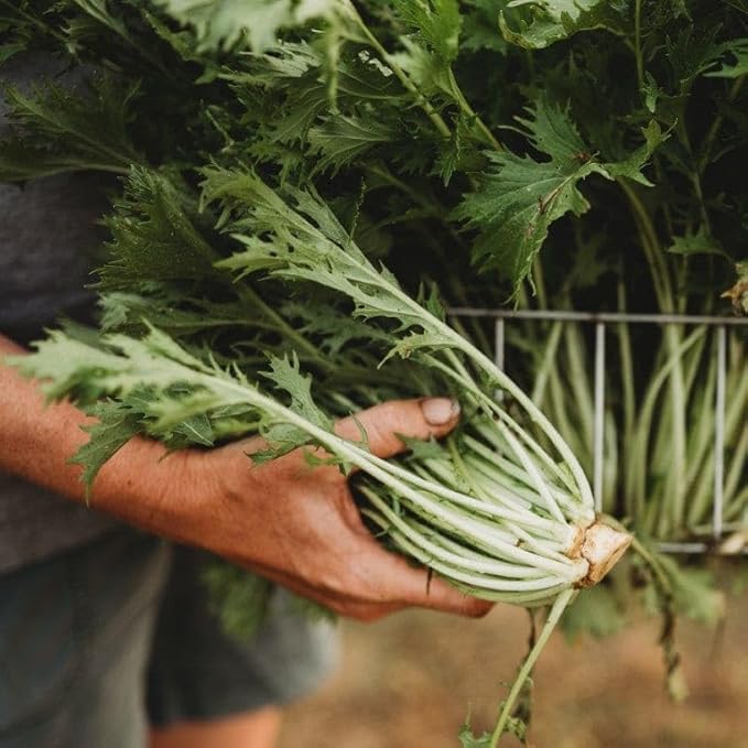 Kyoto Green Mizuna - 500 Seeds - Productive Asian Green, Japanese Heirloom Mustard, Produces Large Rosettes, Non-GMO Mizuna Seeds for Planting in The Home Garden, Thresh Seed Company