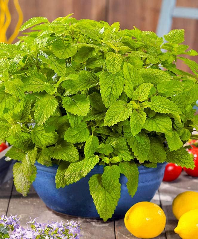 SeedsUP - 300+ Seeds Melissa Lemon Balm Mint - Herb Green