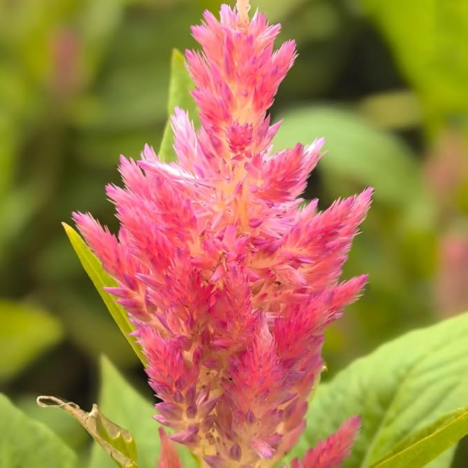Mixrug Mix Cockscomb Seeds for Planting, 100pcs Rare Perennial Flame Celosia Flower Seeds Plants, Non-GMO Heirloom Open Pollinated Beauty Flowers Home Garden for Outdoors