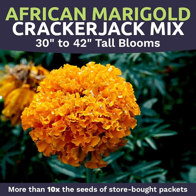 Sweet Yards African Marigold Seeds Mix Crackerjack Mix - Bulk 1 Ounce Packet - Over 10,000 Seeds - Huge Orange and Yellow Blooms - Adaptable to All US Regions - Pollinator Friendly