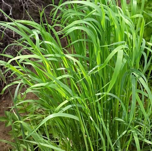 50 Hierochloe Odorata Sweet Grass Seeds for Planting, Sweetgrass Seeds