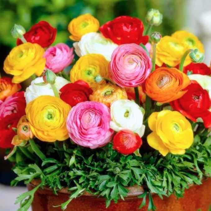 Pack 25 Ranunculus Bulbs for Planting, Mix Ranunculus Corms, Butterfly Ranunculus Flowers Bulbs to Grow, Peony Buttercup Ranunculus