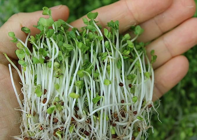 2 oz Megan's Sprouting Mix- Perfect Blend of Mung Bean, Alfalfa, Broccoli and Radish Sprouting Seeds, Non-GMO, Country Creek LLC