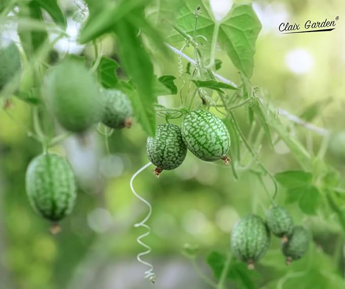 Cucamelon Seeds - Mexican Sour Gherkin - 100 Seeds - Heirloom, Non-GMO and Untreated, Excellent for Any Home Garden, Low Maintenance, Delicious Flavor