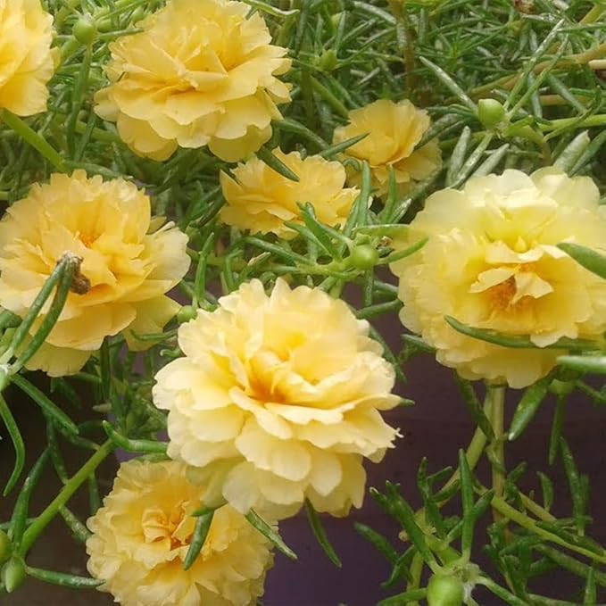 Mixed Moss Rose Seeds 1000 Seeds ‘Portulaca Grandiflora’ Flowers for Bonsai Garden Balcony Heat Drought Tolerant Fast-Growing Ground Cover Low-Maintenance
