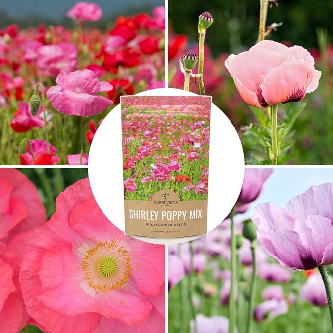 Shirley Poppy Seeds – Mixed Colors – Bulk Quarter Pound Bag – Over 800,000 Open Pollinated Non-GMO Wildflower Seeds – Papaver rhoeas