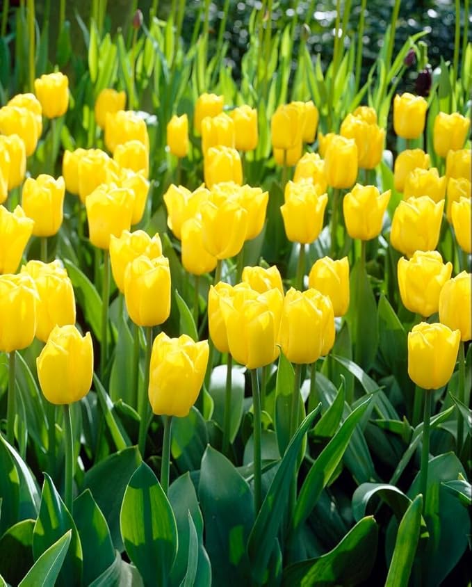 Tulipa Fringed Mixture Tulip Bulbs Size 11/12 for Planting - Plant in Fall, Winter or Early Spring (Golden Emperor, 15, Count)