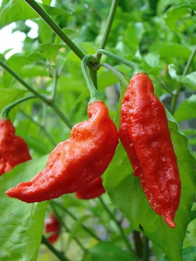 40 Ghost Pepper Seeds Blazing Hot Naga Bhut Jolokia Cobra Chili Vegetable Seeds