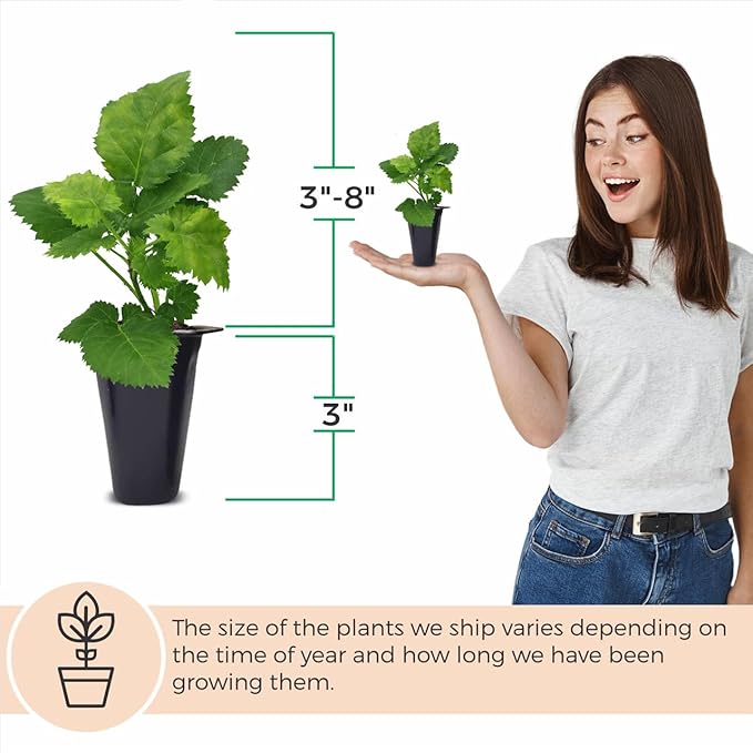 BlackBerry Thorny Plants Kiowa (4 Pack) Live for Sale | Easy to Grow Plants | Edible Fruit Plant for Sustainable Living | Grow Your own Food on Your Organic Garden | Live for Planting |