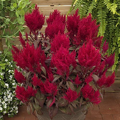 Park Seed Celosia Flower Plant Seeds, Easy to Grow, Perfect for Spring Garden, Dragon's Breath, Pack of 10