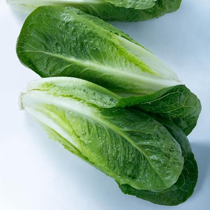 Park Seed Teton Romaine Lettuce Seeds – Crisp Dark Green Heads with Dense Hearts and Mild Flavor, Nutrient-Rich Superfood for Cool-Season Gardens, Easy to Grow, Pack of 200