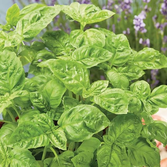 Park Seed Easy DIY Planting Sow Effortless Collection Seed Discs, Organic Sweet Basil, (Set of 3)