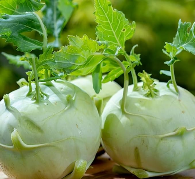 Giant White Kohlrabi Seeds for Planting - Plant & Grow 300 Heirloom Kohlrabi Seeds Home Outdoor Garden - Great Gardening Gift, 2 Packets