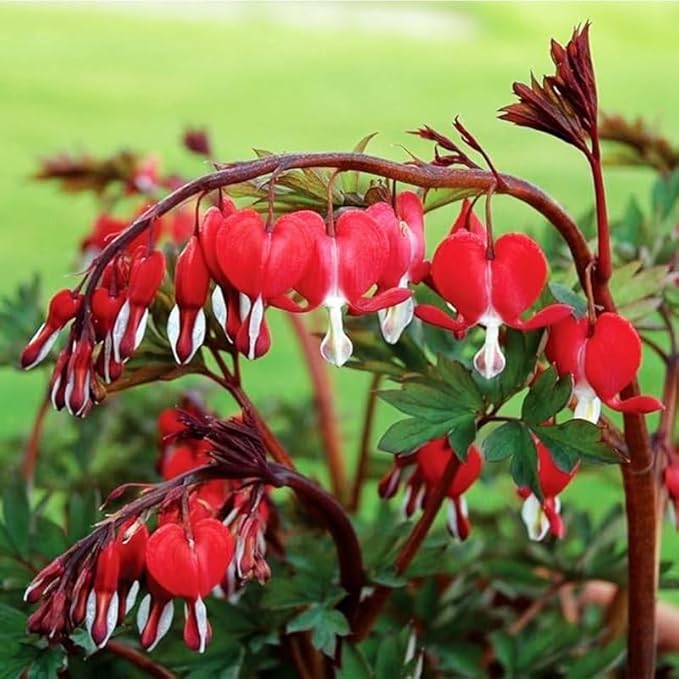 90+Mix Rare Bleeding Heart Seeds for Planting-Non-GMO Heirloom Plant Seeds Garden Outdoor