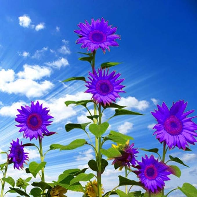 GMNP0di% Sunflower Seeds to Plant Purple Sunflower Seeds Ornamental Plant Home Garden Yard Farm Office Decor Non-GMO Seeds Purple Sunflower Seeds