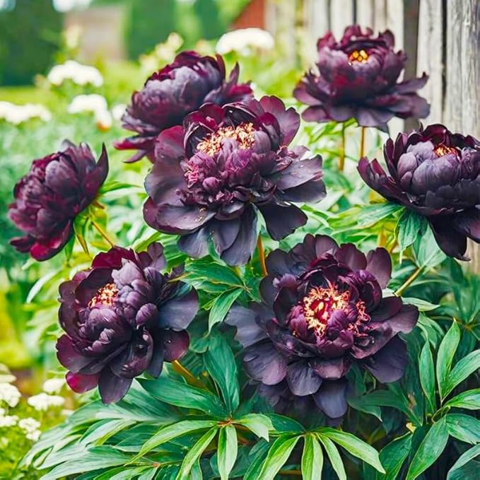 100+ Mixed Colorful Peony Flower Seeds for Planting- Peony Flower Mixed-Attracts Bees&Butterflies Fragrant Butterfly Non-GMO Heirloom Seeds