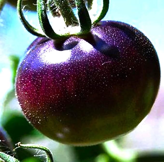 Seeds Rare Purple Tomato 30+ Seeds for Planting Indeterminate Tomato