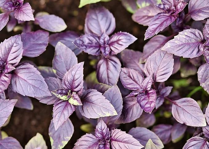 500+ Pcs Large Basil Seed Collection for Planting -Sweet, Opal, Thai, and Giant Leaf Basil - Non-GMO Heirloom Grow Indoors or Outdoor (Dark Opal Basil)