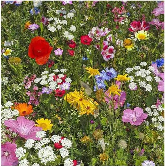 2026 EarlyBird-Sow in Spring/Fall. Mixed Wildflower Seed Attract Bees,Attract Butterflies,Pollinators, for Home Garden&Container Garden(Wildflower Seeds-Hummingbird & Butterfly Mix,5g)