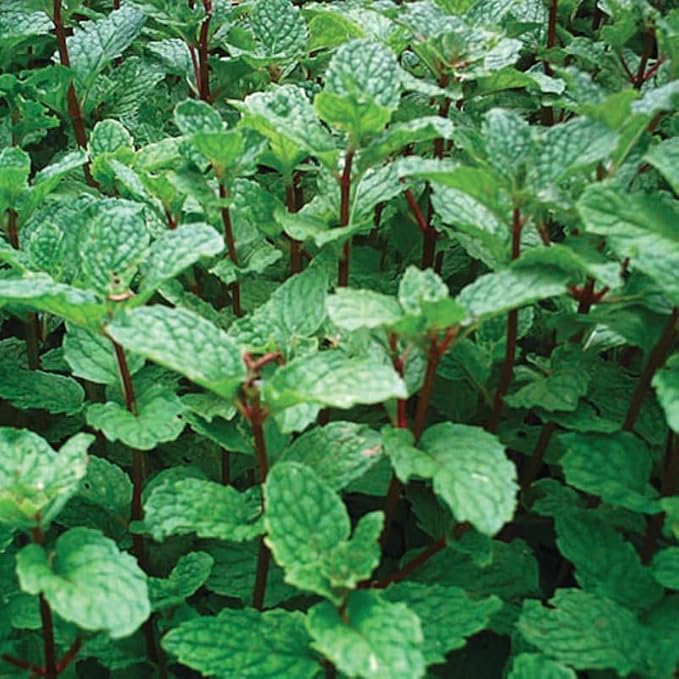 Peppermint Mint Plants Live Indoors Outdoors, Fresh Herb Mint Plant, Live Peppermint Plant, Peppermint Plants for Outside Inside, Potted Mint