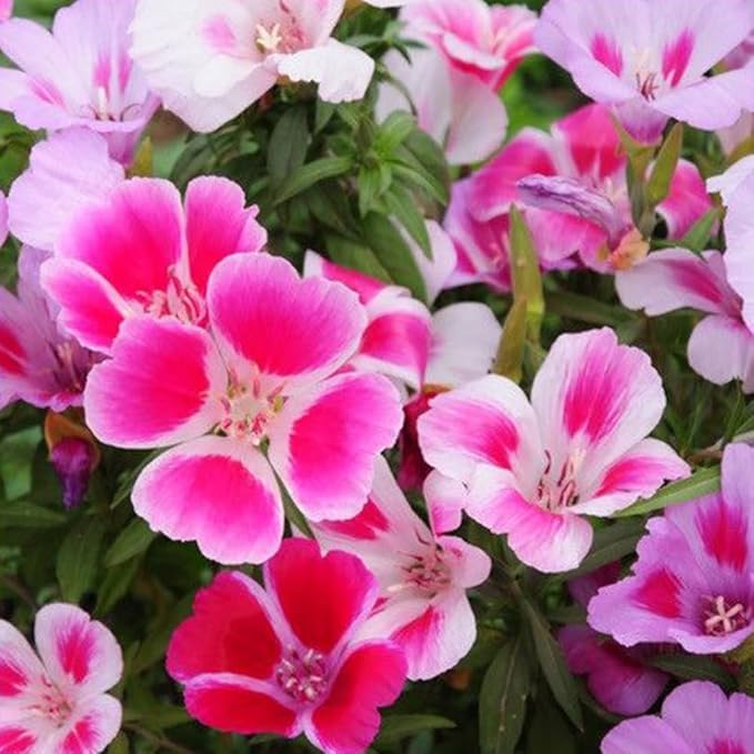 100 Dwarf Godetia Seeds Clarkia Amoena Seeds Pink Garden Flowers for Planting Easy to Grow Outdoor Home Garden