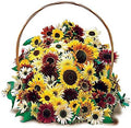 Park Seed Monet's Palette Mix Sunflower Seeds – Designer Blend of Pollen-Free, Multi-Bloom Varieties in Rare Colors, Ideal for Cutting Gardens and Bouquets, Easy to Grow, Pack of 50