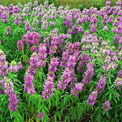 RAISE ME UP: Seeds Lemon Bee Balm Monarda Lemon Mint Herbs Non GMO Heirloom