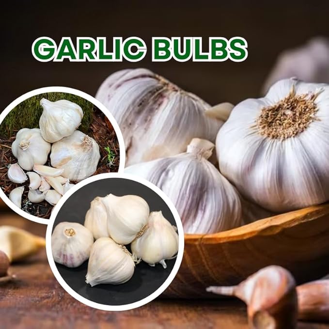 1 Pound Rare White Hardneck Garlic Bulbs for Planting, Fresh High-Yield Hardy Garlic for Garden or Container Growing